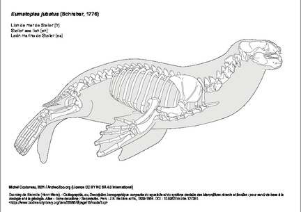 Steller sea lion