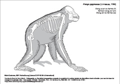 Orang-outan de Bornéo