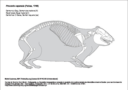 Rock hyrax