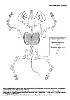 Bovinae (Bos taurus)