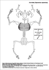 Cervidae (Capreolus capreolus)