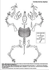 Cervidae (Cervus elaphus)