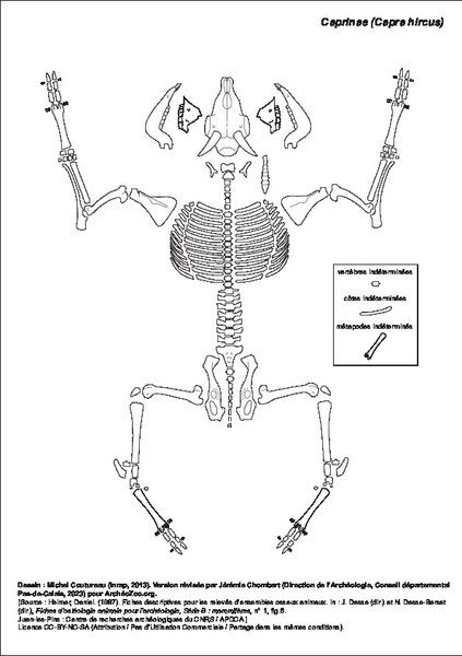 Caprinae (Capra hircus)