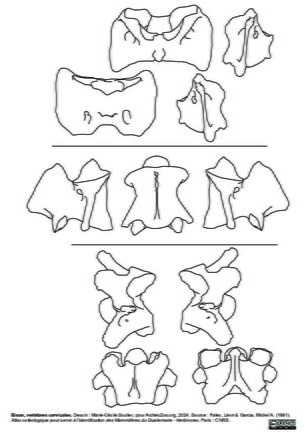 Vertèbres cervicales