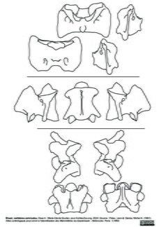 Vertèbres cervicales