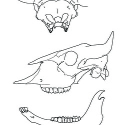 Bison