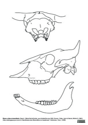 Crâne et mandibule
