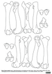 Femur et patella