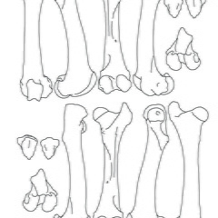 Femur et patella