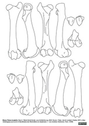 Femur et patella