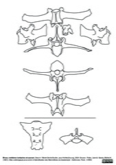 Vertèbres lombaires et sacrum