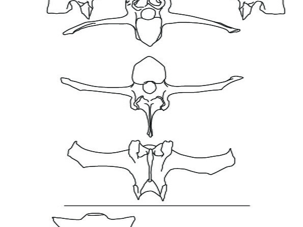 Vertèbres lombaires et sacrum