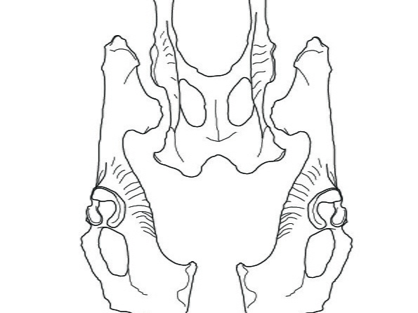 Pelvis