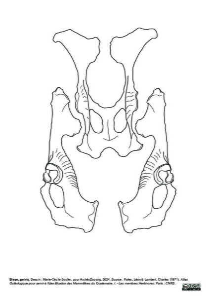 Pelvis