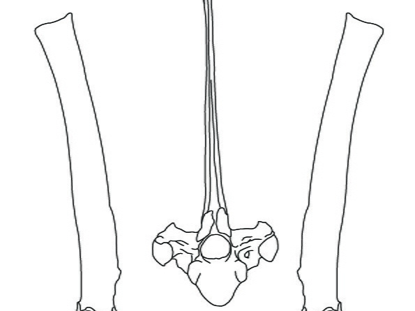 Thoracic vertebrae