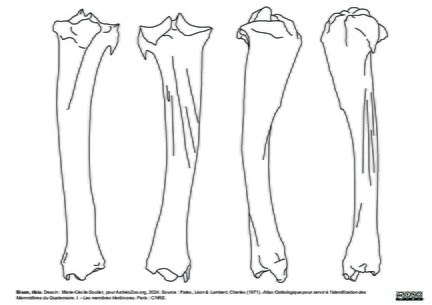 Tibia