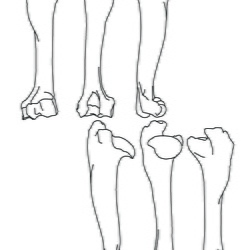 Bouquetin