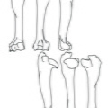 Bouquetin_humerus.pdf