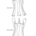 Bouquetin_radius_ulna.pdf