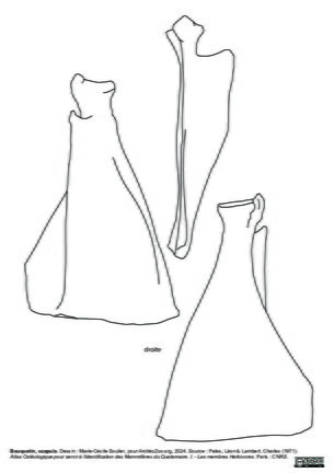 Scapula
