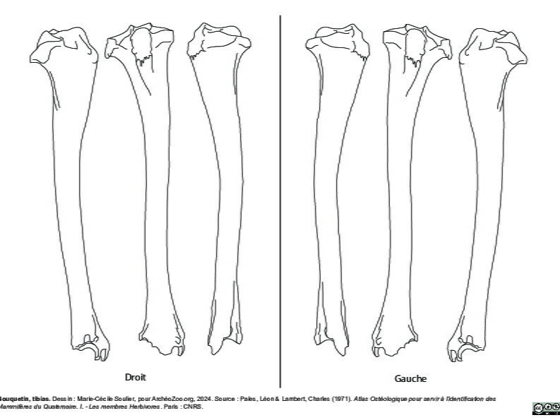 Tibia