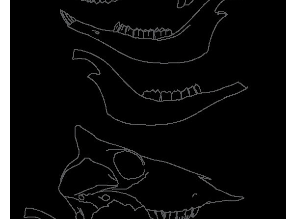 Crâne et mandibule