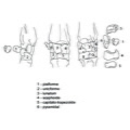 Cervus_carpe.pdf