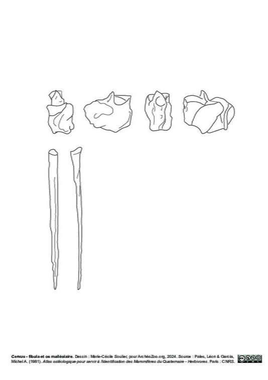 Fibula et os malléolaire