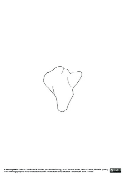 Patella