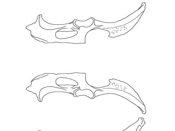 Pelvis