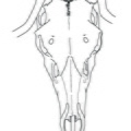 Cervus_tete.pdf