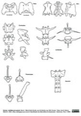 Vertèbres et sacrum