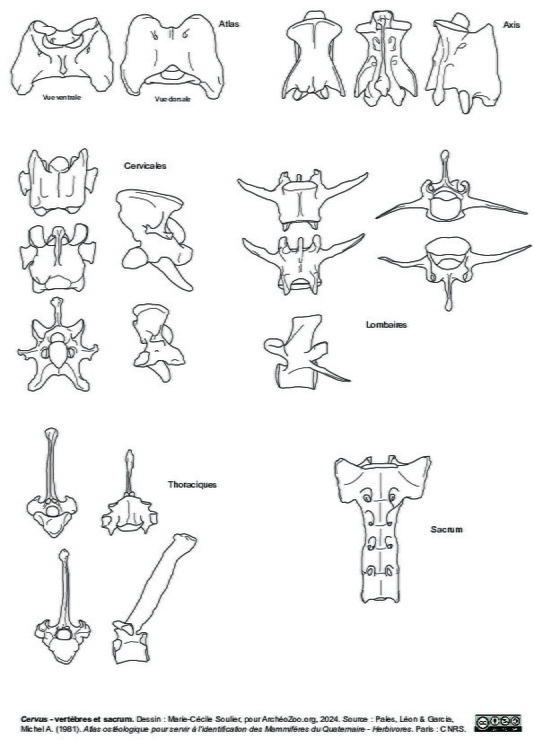 Vertèbres et sacrum