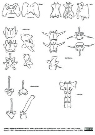 Vertèbres et sacrum