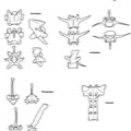 Cervus_vertebres.pdf