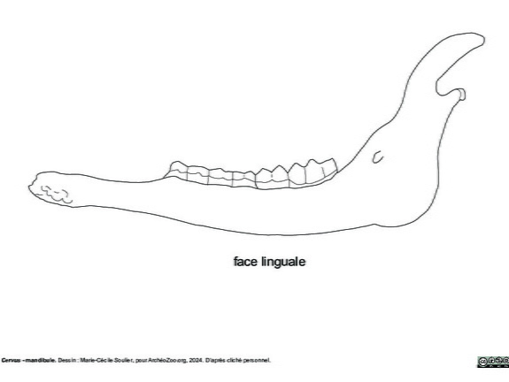 Mandibule