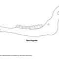 Cervus_mandibule_interne.pdf