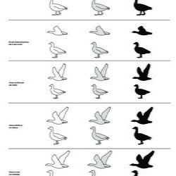 Oiseaux
