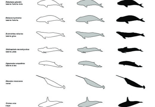 Cetaceans