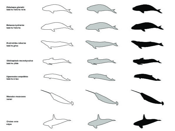 Cetaceans