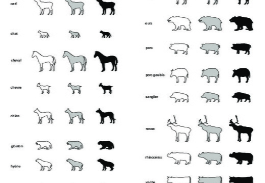 Terrestrial mammals (1)