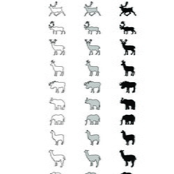 Mammifères terrestres