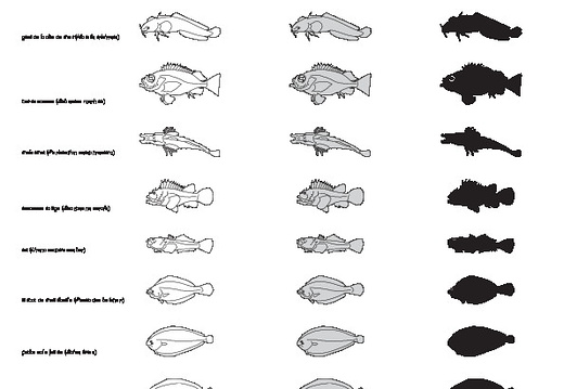 Poissons (1)