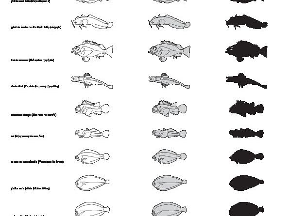 Poissons (1)