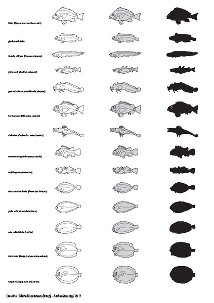 Poissons (1)