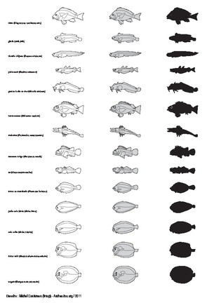 Peces (1)