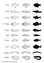 Poissons (3)