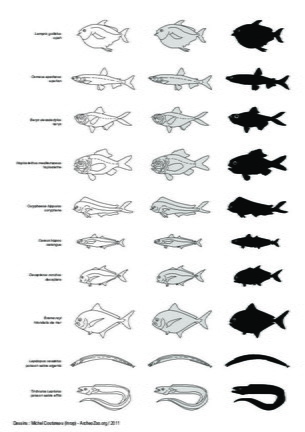 Peces (3)