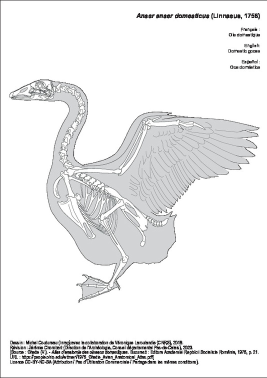 Oie domestique
