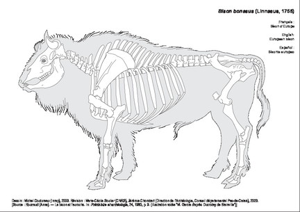 Bison d'Europe